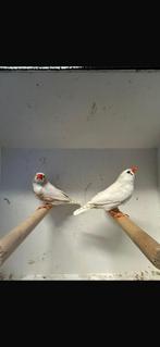 Zebravinken koppel, Dieren en Toebehoren, Vogels | Overige Vogels, Meerdere dieren