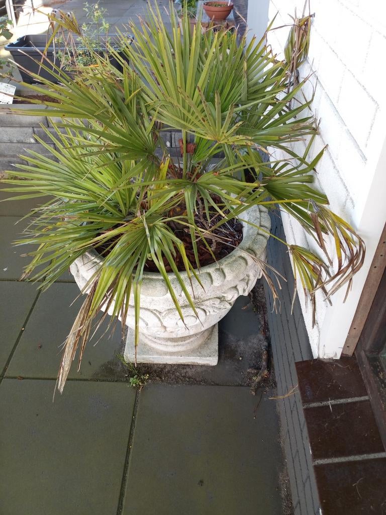 Twee tuinvazen met planten, Ophalen