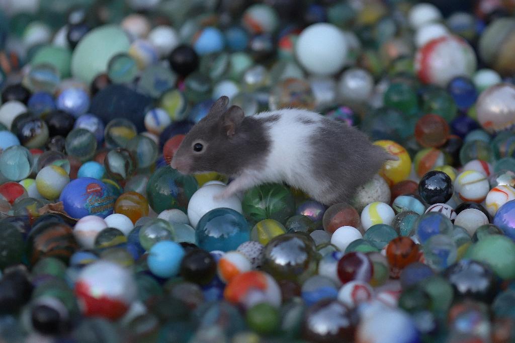 Handtamme jonge goudhamsters, Hamster, Februari, Meerdere dieren, Tam