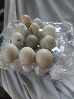 Eendeneiers, Dieren en Toebehoren, Pluimvee, Mannelijk, Eend