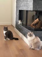 Ragdoll kater, Dieren en Toebehoren, Katten en Kittens | Raskatten | Langhaar, Kater, Gechipt, 0 tot 2 jaar