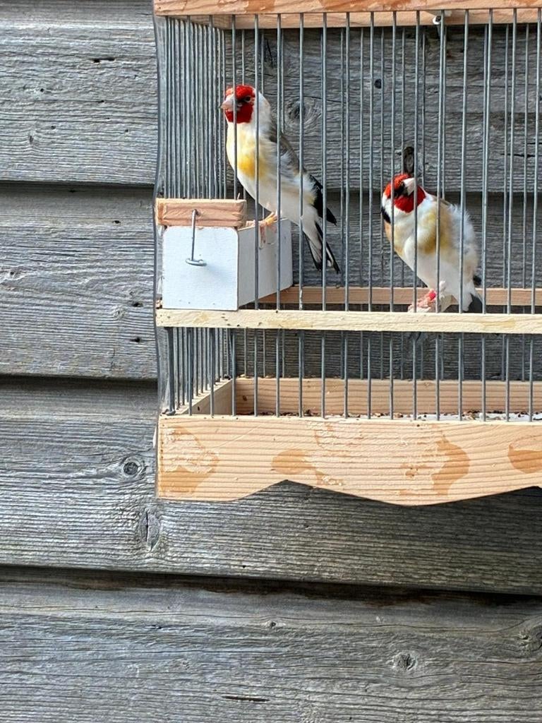 Putter Sainet Koppel, Meerdere dieren, Wildzangvogel