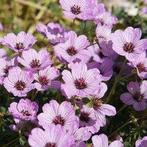 Geranium Ooievaarsbek vaste planten, Tuin en Terras, Planten | Tuinplanten, Ophalen of Verzenden, Vaste plant, Bodembedekkers