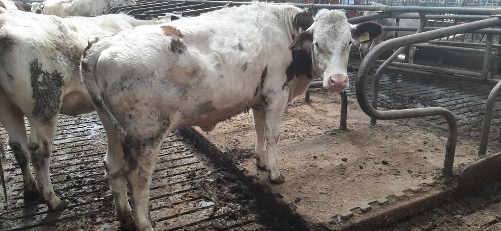 twee mooie fleckvieh pinken, Dieren en Toebehoren, Meerdere dieren