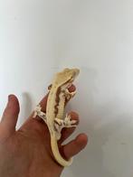 Lilly white man RTB, Dieren en Toebehoren, Hagedis, 0 tot 2 jaar