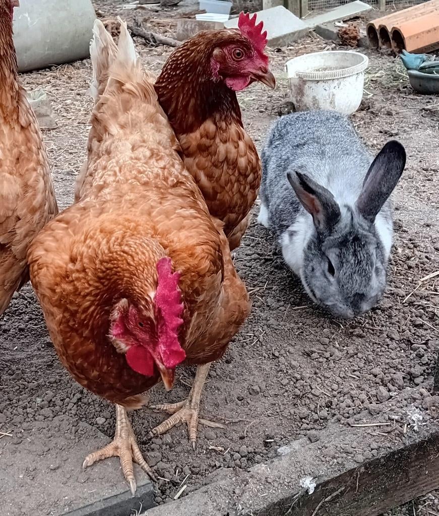 Te koop barnevelders, Dieren en Toebehoren, Pluimvee, Vrouwelijk, Kip