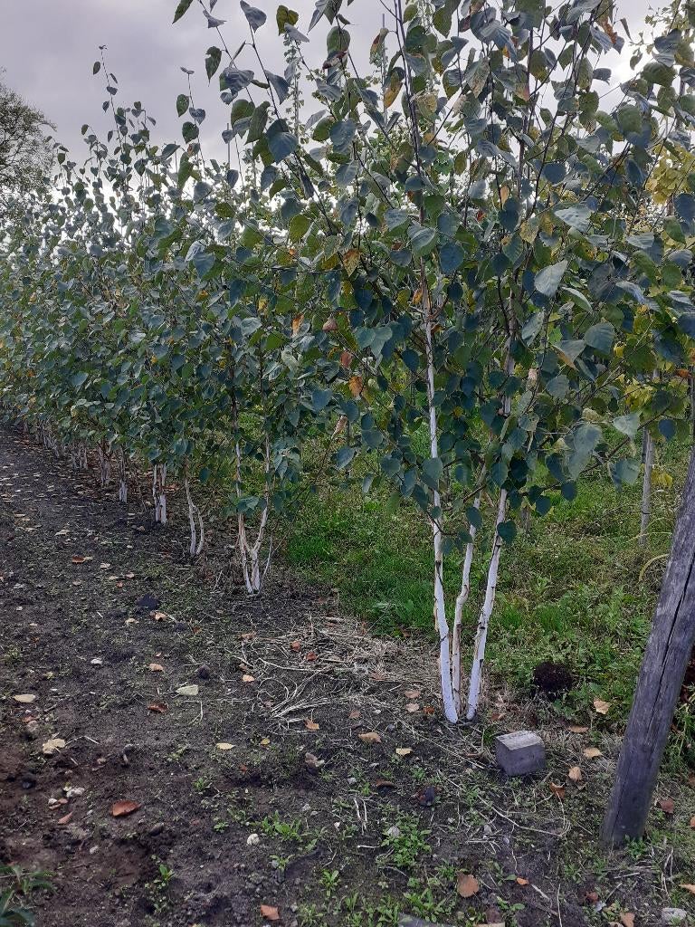 Meerstammige berk, Tuin en Terras, Planten | Bomen, Volle zon, Bloeit niet, 100 tot 250 cm, Overige soorten