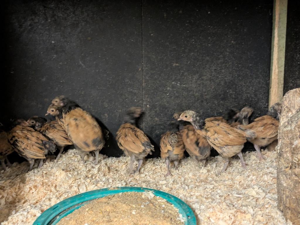 Vorwerk kuikens, Dieren en Toebehoren, Pluimvee, Meerdere dieren, Kip