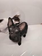 Kittens, Ooster korthaar kittens, oriental kittens, pete..., Dieren en Toebehoren, Meerdere dieren, Ontwormd, 0 tot 2 jaar