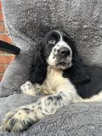 Engelse Cocker Spaniël reu, België, Fokker | Hobbymatig, Reu, 8 tot 15 weken