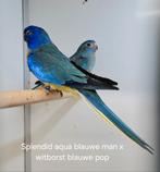 Splendid Kweekkoppel 2023 Aqua man x witborst  pop, Meerdere dieren, Parkiet, Geringd