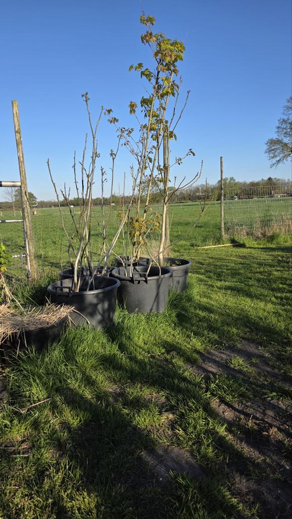 Koningsdagactie: 10% korting op biologische bomen!, Overige soorten, Lente, 100 tot 250 cm, Ophalen
