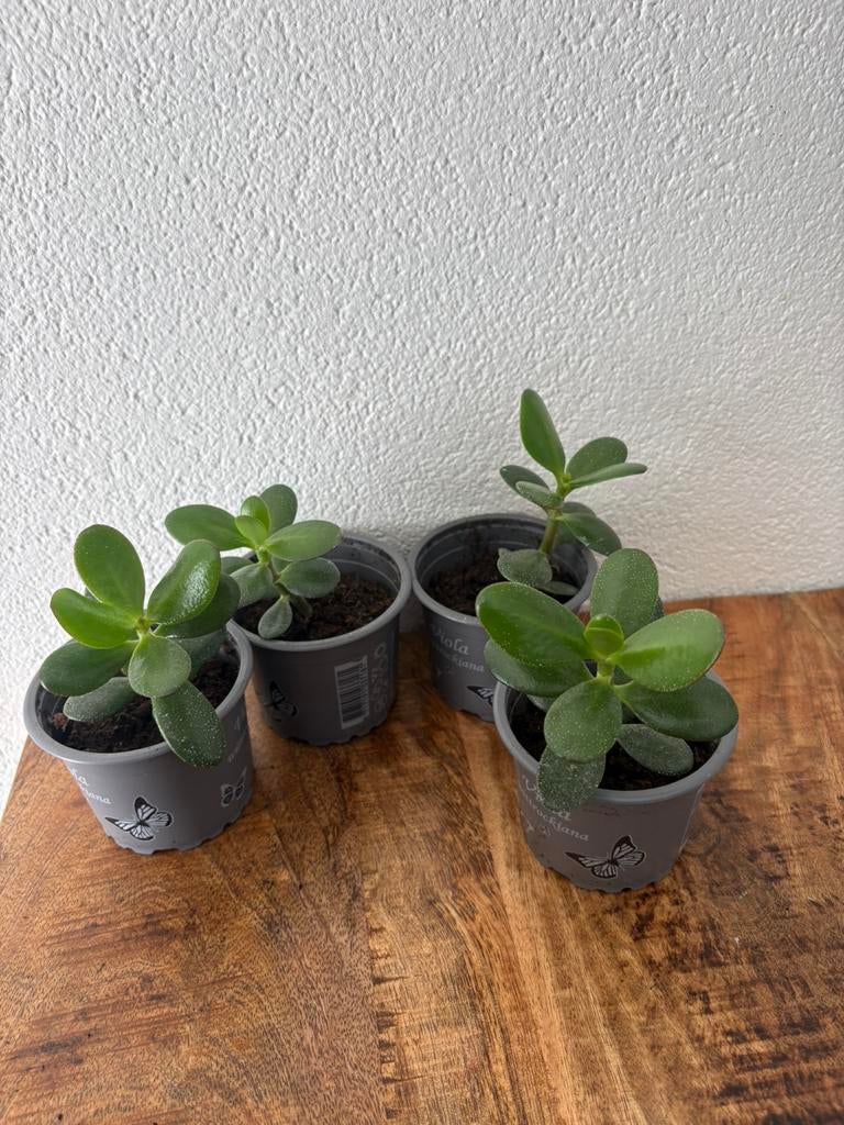 Vetplant, Ophalen, Vetplant, Halfschaduw, Minder dan 100 cm