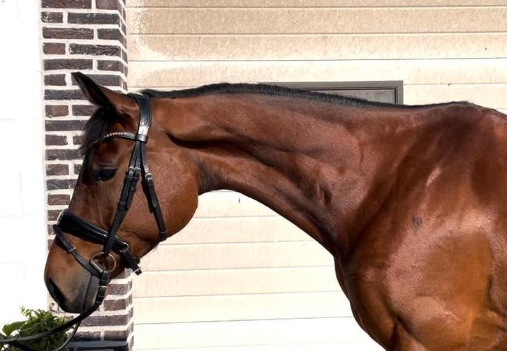 Aangeboden, Totilas x Spielberg merrie., Dieren en Toebehoren, Paarden, Merrie