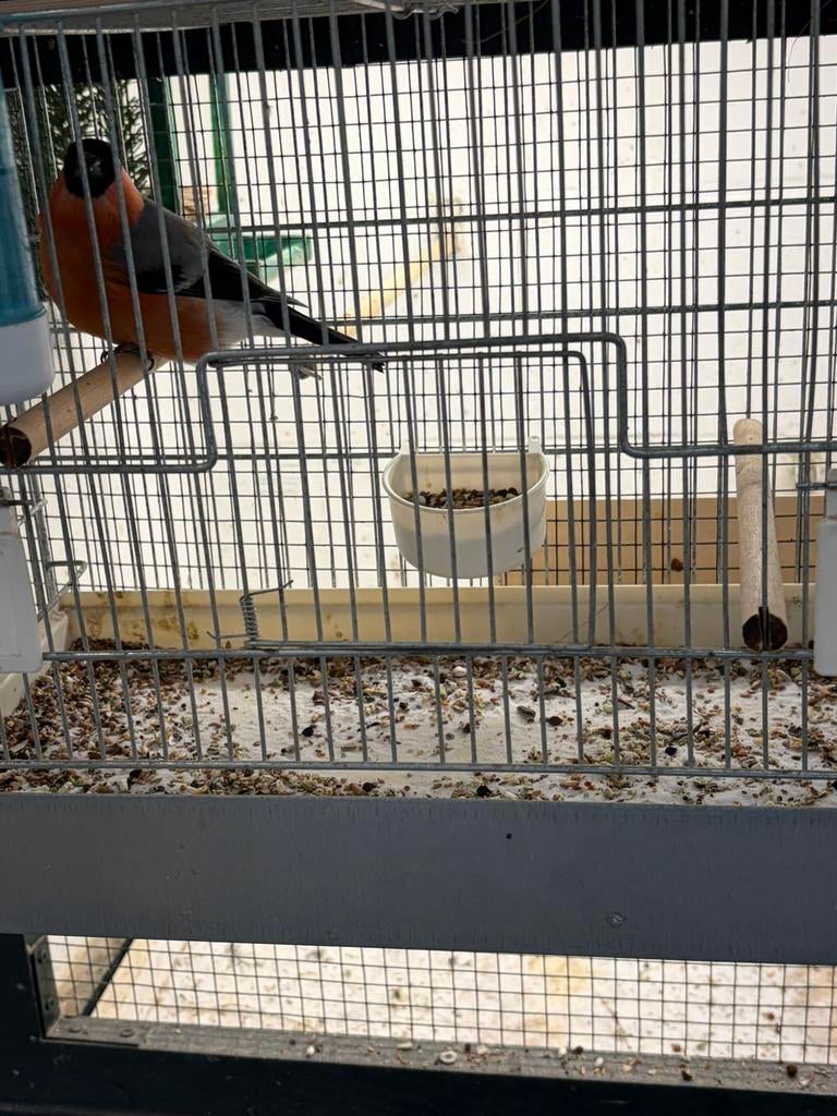 Noorse goudvink koppel, Dieren en Toebehoren, Meerdere dieren, Wildzangvogel