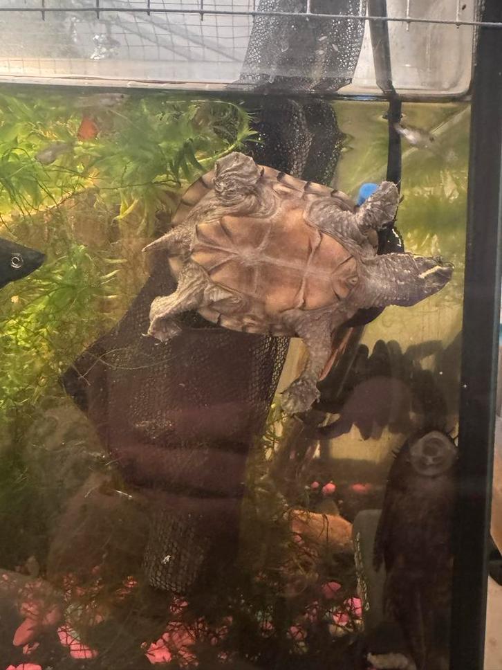 2 kleine jonge muskus schildpadden *met papieren Turtle - unknown for sale from m.v.s