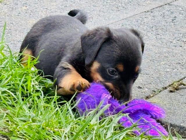 3 lieve jack russel pups, Jack Russell Terriër, Meerdere, Meerdere dieren, Nederland