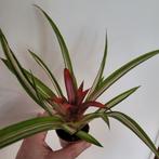 Mini bromelia bont, Ophalen of Verzenden, Halfschaduw, Minder dan 100 cm