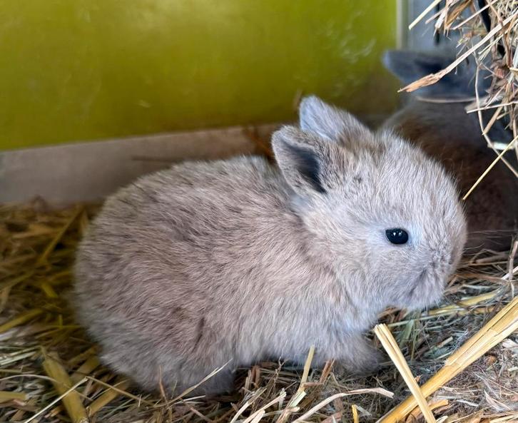 Nederlandse Hangoor Dwergkonijn/minilop, Dieren en Toebehoren, Konijnen, Dwerg, Vrouwelijk, 0 tot 2 jaar, Hangoor