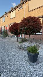 Red Robin 2 stuks, Halfschaduw, Lente, 100 tot 250 cm, Ophalen