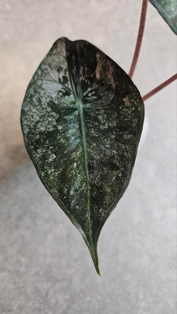 Alocasia Pink Dragon Stardust Variegata, Ophalen of Verzenden, Halfschaduw, Minder dan 100 cm