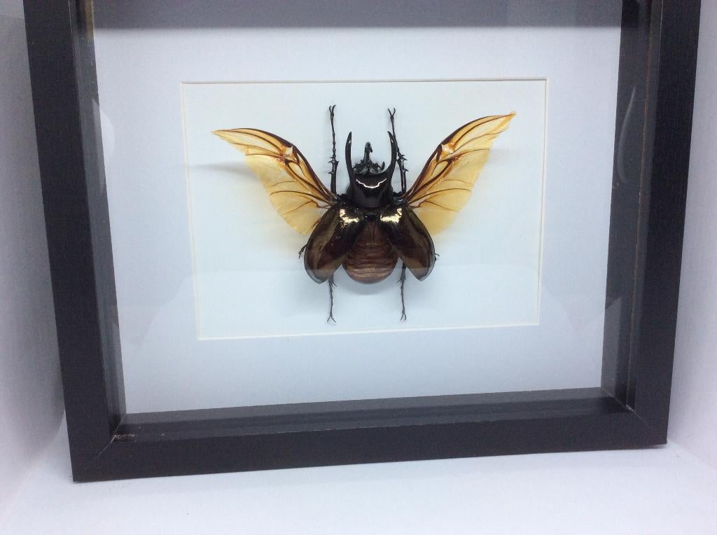 insekt Chalcosoma Atlas (Atlaskever), Verzamelen, Dierenverzamelingen, Ophalen, Overige soorten, Opgezet dier