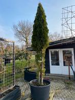 Thuja snaragd meerstam 300 cm hoog €199,00, Ophalen of Verzenden, Bloeit niet, Volle zon, Overige soorten