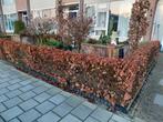 Beukenhaag, Tuin en Terras, Planten | Struiken en Hagen, Ophalen of Verzenden