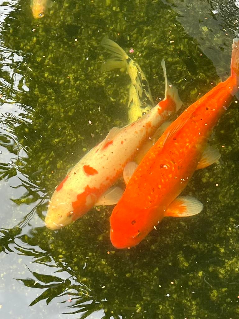 15 x Koikarpers div. kleuren & afmetingen + compleet vijver, Karper of Koi