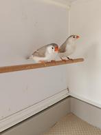 Charcoal split zebravinken popjes, Dieren en Toebehoren, Vrouwelijk, Tropenvogel, Geringd