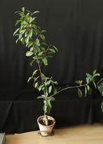 Ficus ginseng / microcarpa, Ophalen, 100 tot 150 cm, Halfschaduw, In pot