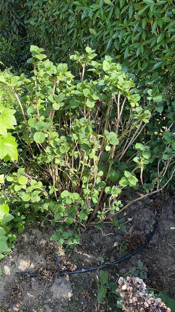 Hortentia 3, Ophalen, Hortensia, Struik, 100 tot 250 cm
