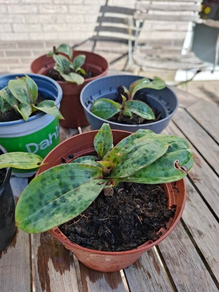 Tricyrtis formosana of Paddelelie, Tuin en Terras, Planten | Tuinplanten, Ophalen, Overige soorten, Halfschaduw