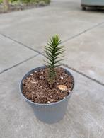 400 Araucaria araucana zaailingen (potmaat 10.5), Ophalen, Overige soorten, Volle zon