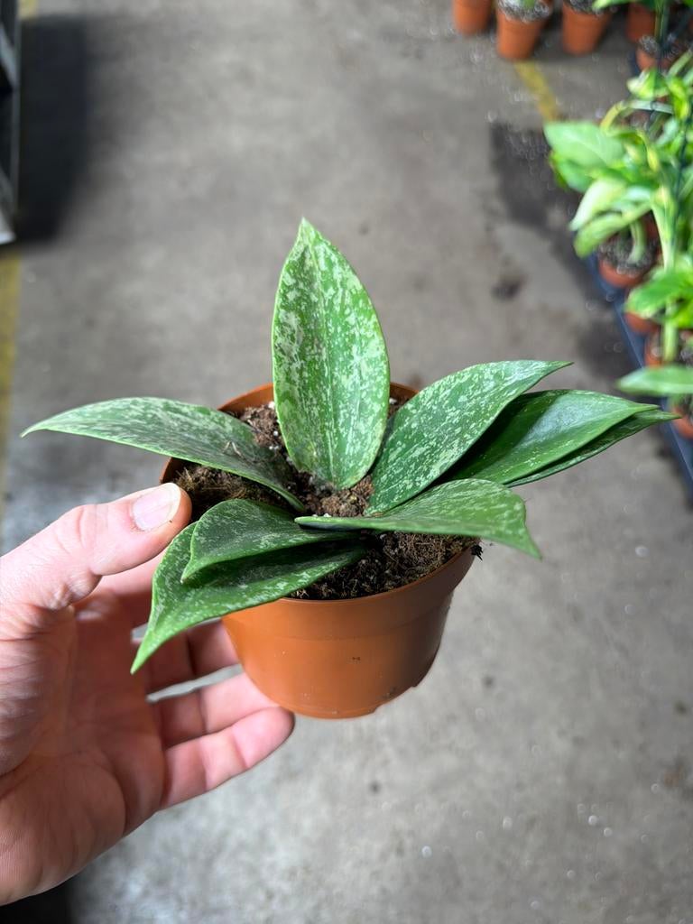 Hoya rangsan 'Star of Borneo' - Zeldzame kamerplant, Huis en Inrichting, Kamerplanten, Ophalen of Verzenden