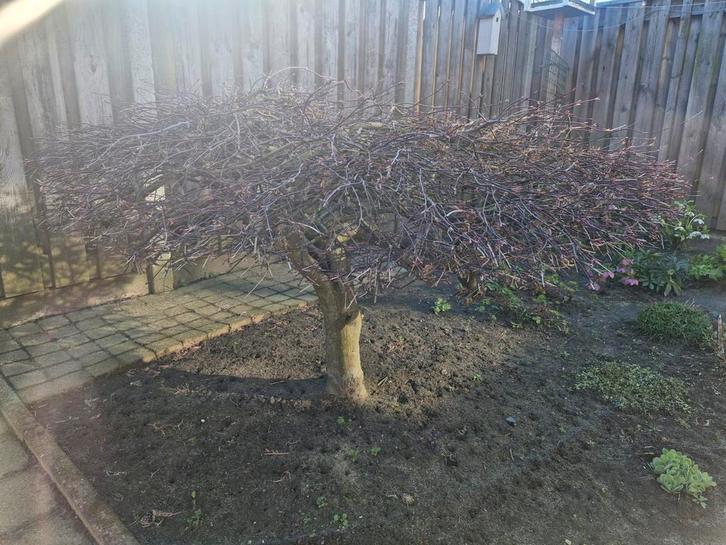 Japanse Esdoorn / Acer, kleur rood, Tuin en Terras, Planten | Tuinplanten, Vaste plant, Overige soorten, Ophalen