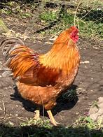 Haan Wyandotte kriel, Mannelijk