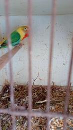 Fischerie lutino te koop, Dieren en Toebehoren, Vogels | Parkieten en Papegaaien, Meerdere dieren, Dwergpapegaai of Agapornis