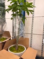 Geldboom met watermeter en mos in pot, Ophalen, Bloeit niet