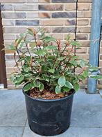 Photinia Fraseri 'Pink Marble' - Glansmispel, Tuin en Terras, Planten | Tuinplanten, Ophalen, Overige soorten, Halfschaduw