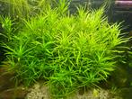 Aquarium planten, diverse soorten, Dieren en Toebehoren, Ophalen, Zo goed als nieuw, Plant(en), Steen of Hout