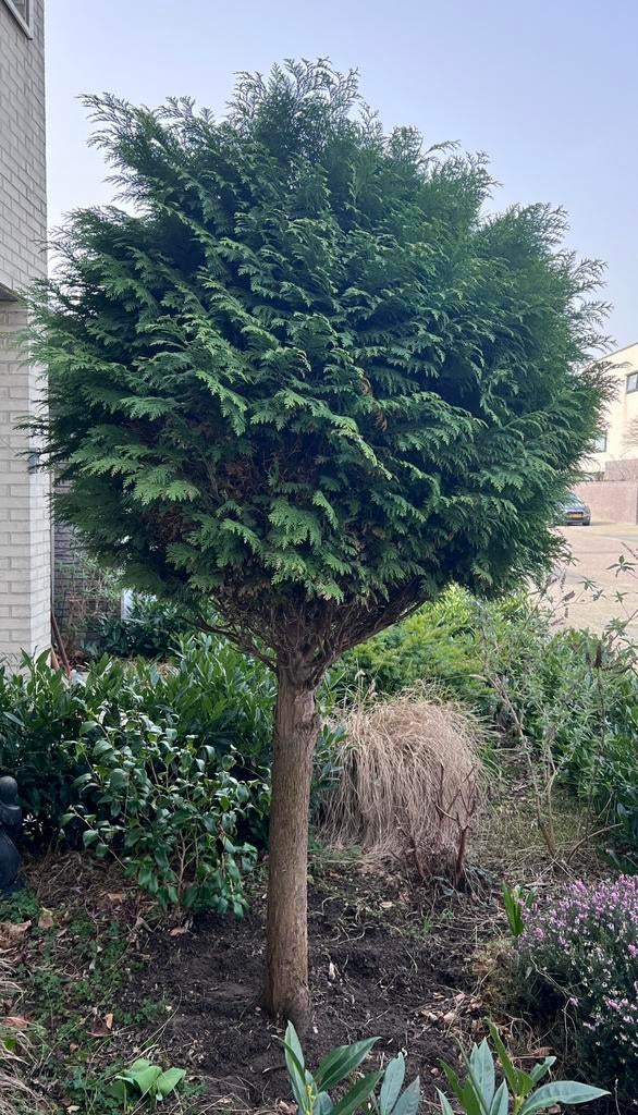 Conifeer boom, Tuin en Terras, Planten | Bomen, Ophalen, Bloeit niet, Halfschaduw, Overige soorten