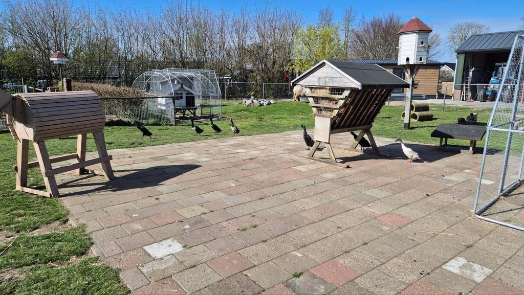 Mannetjes loopeend, Eén persoon, Ticket of Toegangskaart