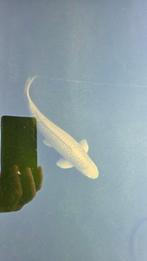 7 Koi Karpers, Karper of Koi