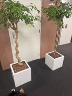 Hydrocultur Ficus Benjamina met gedraaide stam in pot, Huis en Inrichting, Kamerplanten, Ficus, In pot, 150 tot 200 cm, Groene kamerplant