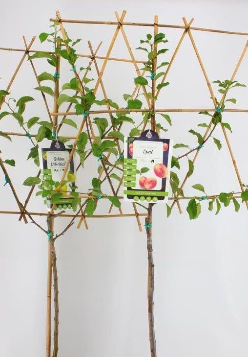 Goedkope fruitbomen appelbomen perenbomen pruimenbomen, Tuin en Terras, Planten | Fruitbomen, Ophalen of Verzenden, In pot, Appelboom