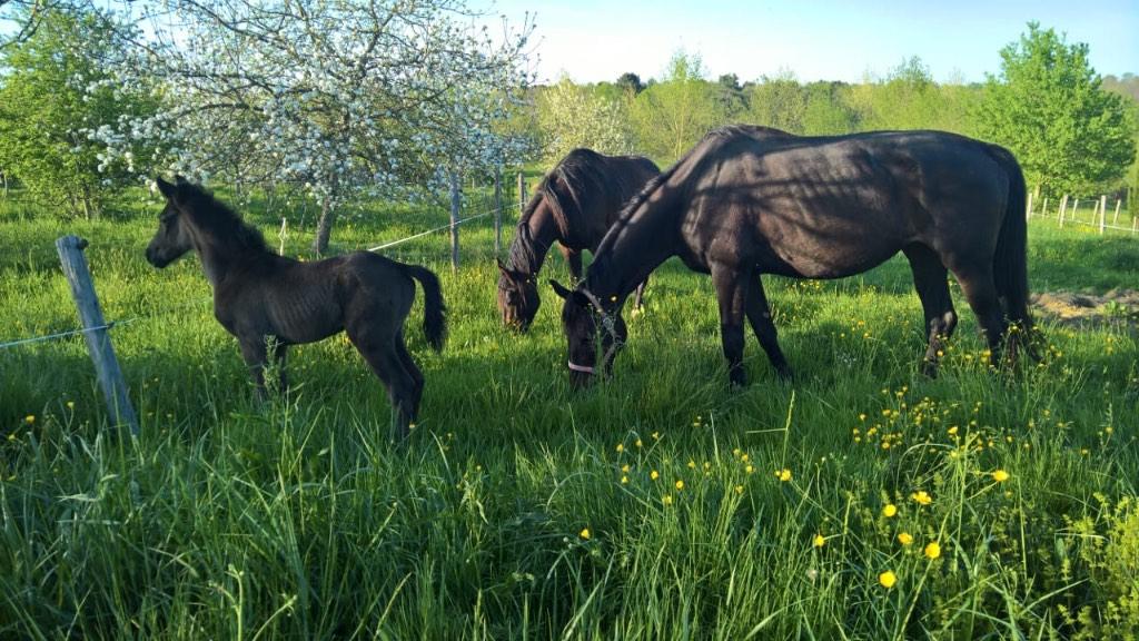 Vrijwilliger op boerderij. Frankrijk, Variabele uren, Overige niveaus, Starter, Overige vormen