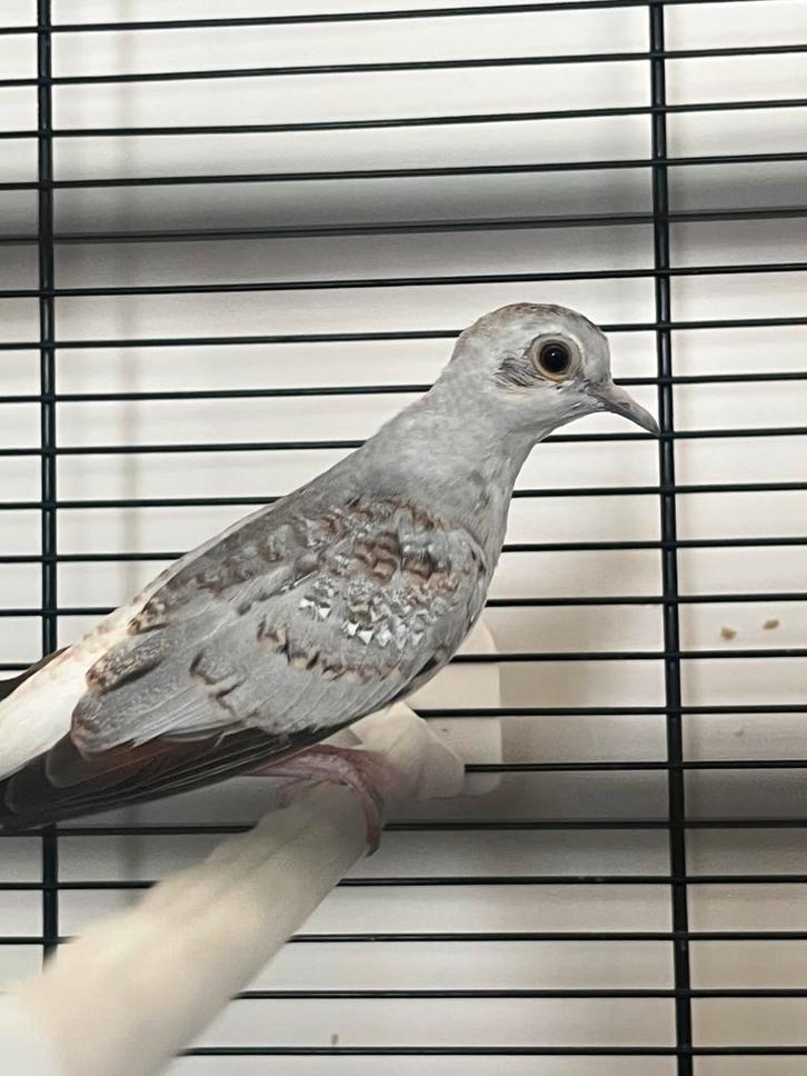 Jonge diamantduif te koop, Dieren en Toebehoren, Vogels | Duiven, Overige soorten, Geslacht onbekend