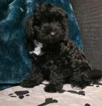 💙🩷gezonde mini doodl x toypoedel pups hypoallergeen💙🩷, Parvo, Overige rassen, 8 tot 15 weken, Meerdere