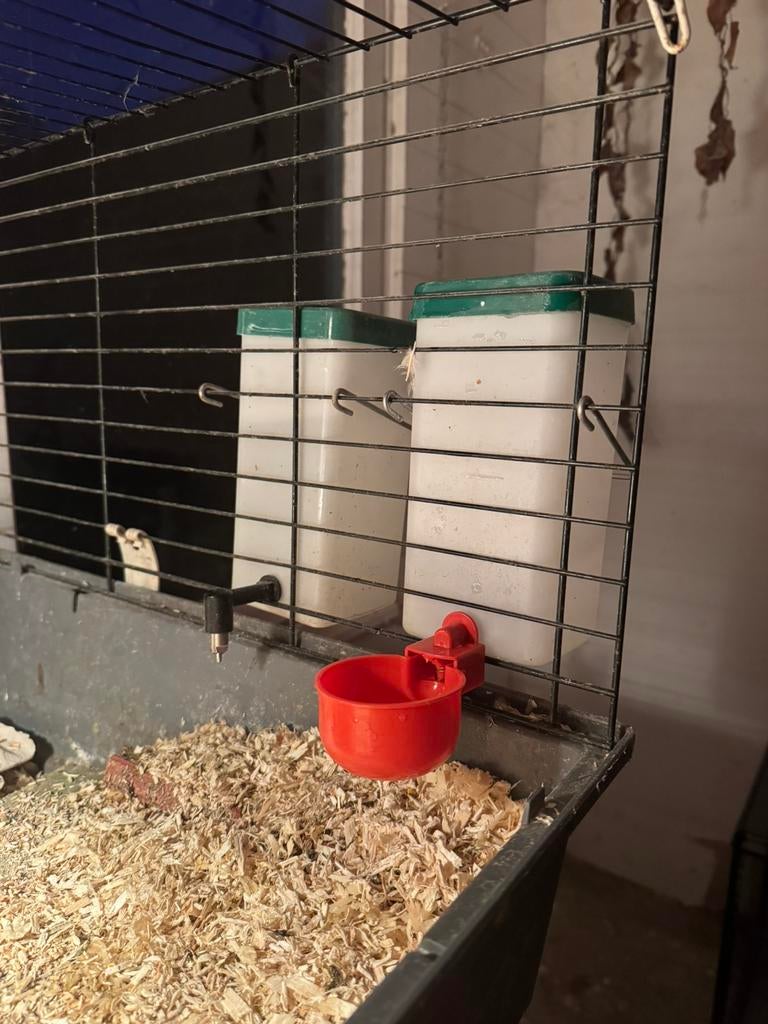 Drinknippels - drinkflessen, knaagdieren, pluimvee, Dieren en Toebehoren, Knaagdieren, Cavia, Mannelijk, Mei, Tam